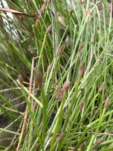 Eleocharis palustris observed 2026-09-13