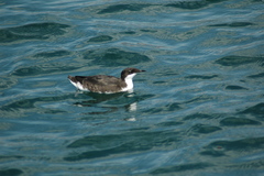 Synthliboramphus craveri