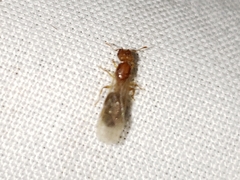 Pheidole parva