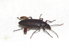 Eupsophulus castaneus