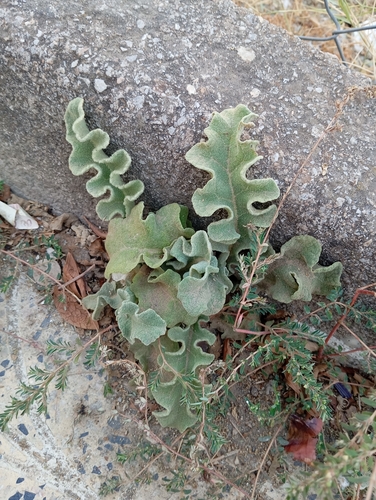 wavyleaf mullein