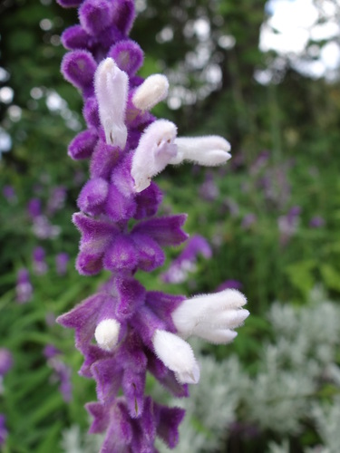 Mexican Bush Sage