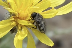 Acmaeodera idahoensis