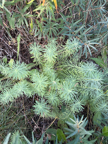cypress spurge