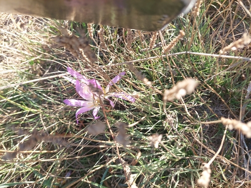 False Meadow Saffron
