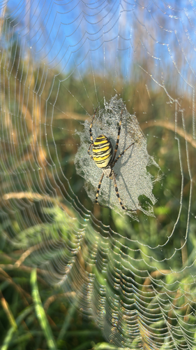 Wasp Spider