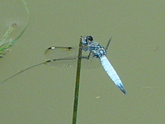 Palpopleura deceptor