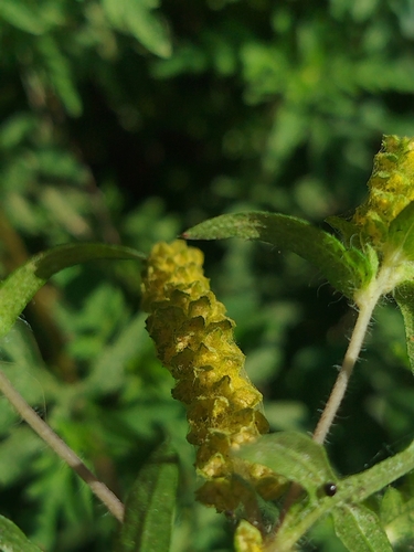 common ragweed