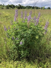 Lupinus rivularis
