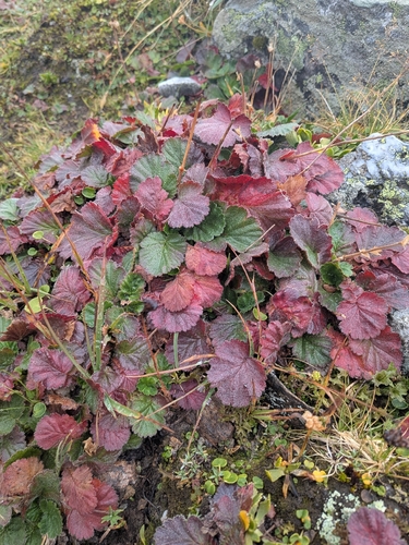Geum montanum, photograph 1