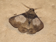 Pericyma cruegeri