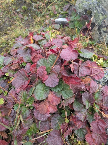 Geum montanum, photograph 2