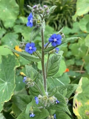 Pentaglottis sempervirens