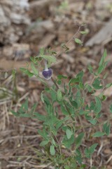 Clematis hirsutissima