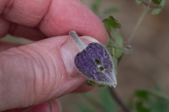 Clematis hirsutissima