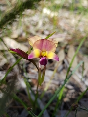 Diuris longifolia