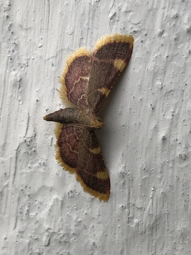 Clover Hayworm Moth