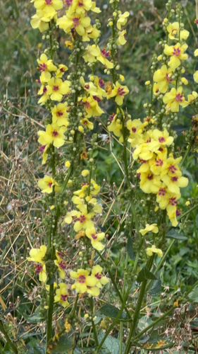 Nettle-leaved Mullein
