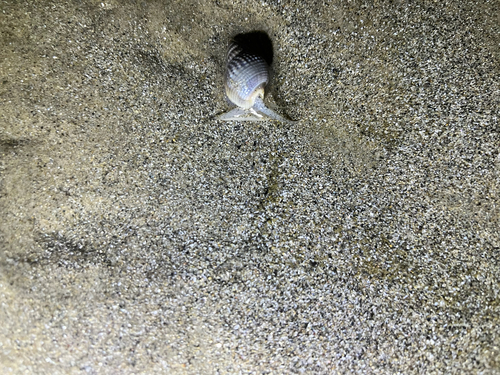 Ribbed Dogwhelk