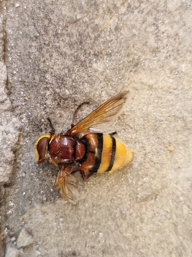 Hornet Mimic Hover Fly