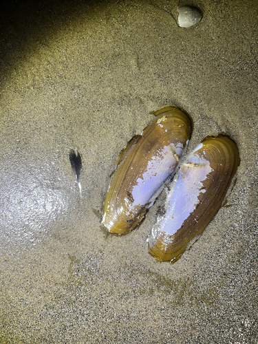 Pacific Razor Clam