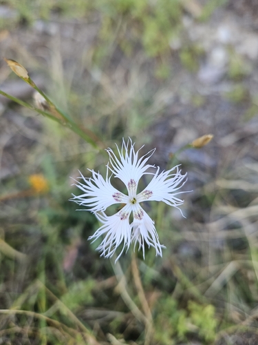 Dianthus hyssopifolius, photograph 3