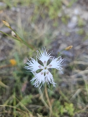 Dianthus hyssopifolius, photograph (c) Basile Petit, some rights reserved (CC BY)