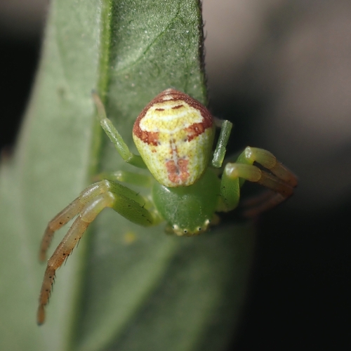 Triangle Crab Spider