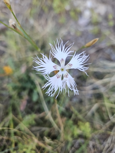 Dianthus hyssopifolius, photograph 4