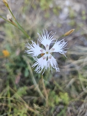 Dianthus hyssopifolius, photograph (c) Basile Petit, some rights reserved (CC BY)