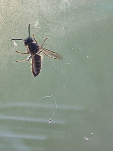 Common European Yellowjacket