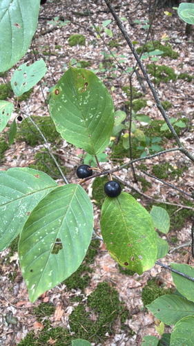 alder buckthorn