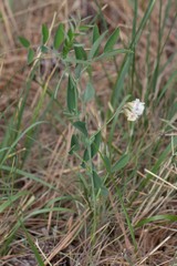 Lathyrus lanszwertii