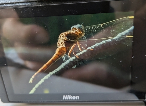 Keeled Skimmer