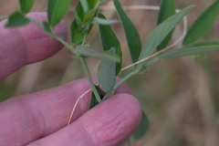 Lathyrus lanszwertii