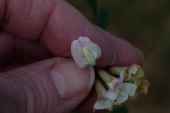 Lathyrus lanszwertii