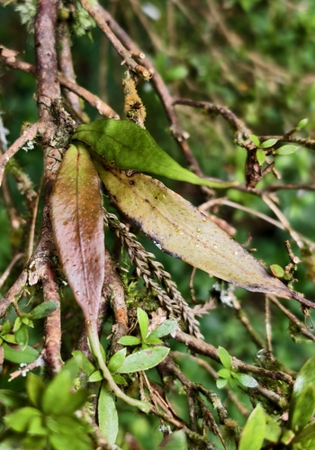 Lepisorus mucronatus observed 2026-09-15