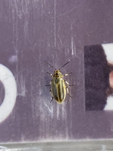 Elm Leaf Beetle
