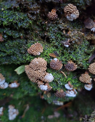 Tubifera vanderheuliae