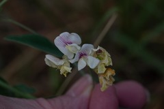 Lathyrus lanszwertii