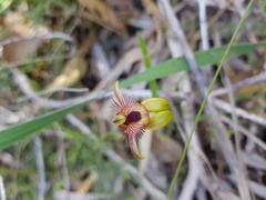 Caladenia discoidea