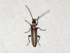 Oxycopis mimetica