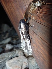 Morpheis melanoleuca