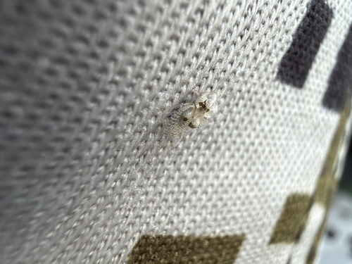 Eastern Sycamore Lace Bug