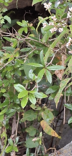 Berberis kawakamii, 2026-09-15