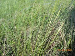 Stipa lessingiana