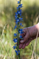 Thelymitra aristata
