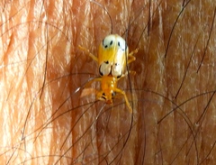 Diabrotica litterata