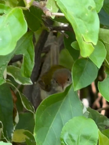 Common Tailorbird