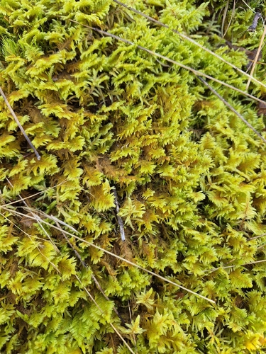 Ostrich-plume Moss